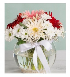 Fanusta Gerbera Ve Papatyalar